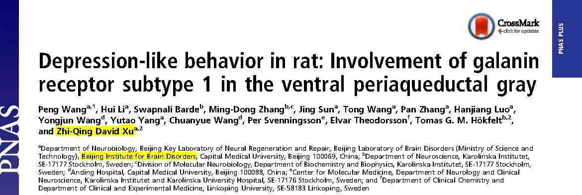 Xu ZQ and et al.	Depression-like behavior in rat: Involvement of galanin receptor subtype 1 in the ventral periaqueductal gray.	
